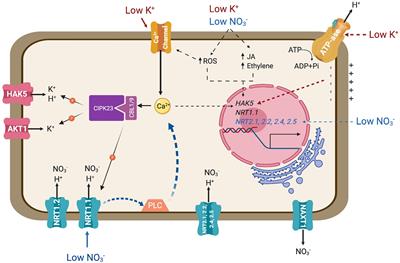 Frontiers | Coordinated Transport of Nitrate, Potassium, and Sodium
